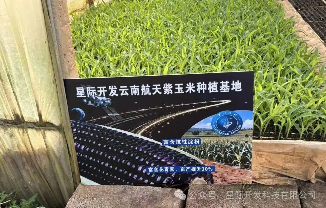 航天技术赋能农产!星际开发昆明航天全株紫玉米,奏响营养高产与强国梦交响曲配图